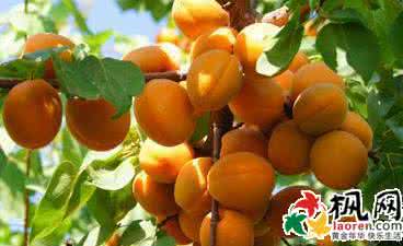 梦见杏子 梦见杏子 梦见杏