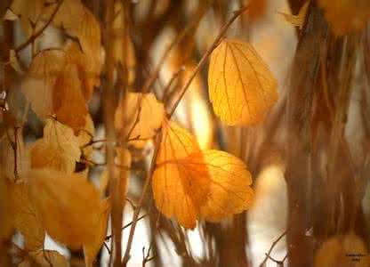 生如夏花死如秋叶 生如夏花之殉烂，死如秋叶之静美