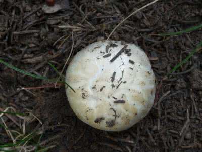 梦见采蘑菇是什么意思 蘑菇是什么 梦见采蘑菇_蘑菇是什么