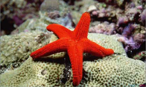 海星有没有眼睛 没有眼睛的海星的故事