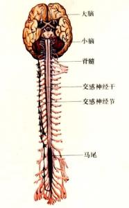 神经系统体格检查 神经系统体格检查 这些检测能诊断神经系统