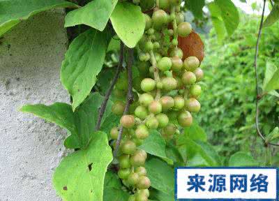 中草药五味子 抗癌中草药五味子的功效