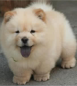 松狮犬怎么挑选狗咬胶 如何挑选松狮犬