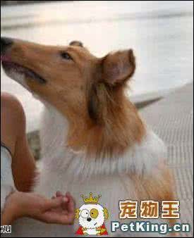 心理健康测试100题 简要塑造幼犬的健康心理