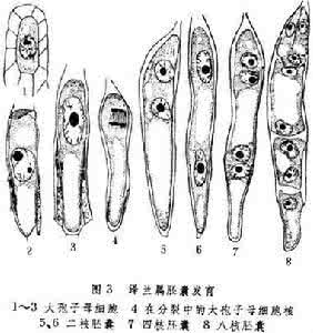 单核胚囊 小麦大孢子的发育 4核胚囊