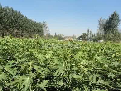 无花果苗种植基地 抗癌帝王——无花果,已成熟,京城唯一种植基地!
