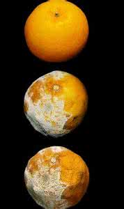 变质的蛋白粉气味 警惕食物变质的四种不同气味