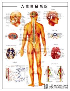 脊柱相关疾病示意图 一个能够调理各种脊柱疾病的怪法
