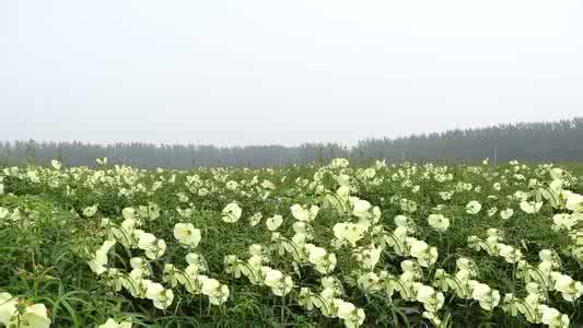 黄蜀葵种植 黄蜀葵种植 黄蜀葵种植方法
