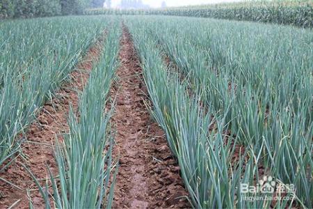 大葱的功效与作用 【生活常识】大葱的39种奇妙功效