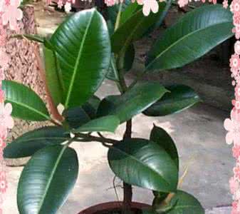 常见的室内盆栽植物 【知识大集合】常见的室内盆栽植物的功效