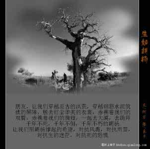 生如胡杨 生如胡杨【图文】