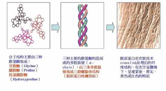 胶原蛋白的作用及原理 胶原蛋白的美容原理