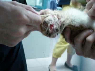 猫很乖 猫平时很乖 突然咬 为什么一直很乖的孩子会突然变坏