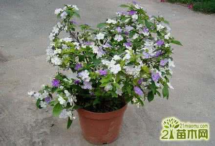 家养盆栽睡莲种植方法 茉莉花的种植 茉莉花种植，茉莉花的种植，养好盆栽茉莉花的方法