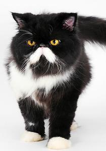 两个月的猫吃多少猫粮 不同年龄的猫吃不同的猫粮