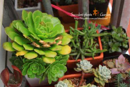 多肉植物的园艺 【园艺】多肉植物春雨里洗过的多肉植物