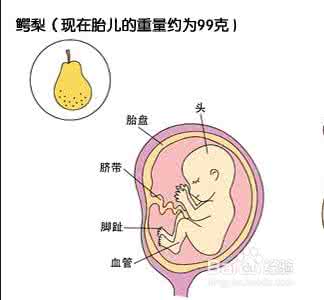 怀孕四个月女胎儿症状 四个月胎儿 怀孕第四个月胎儿和准妈妈的症状