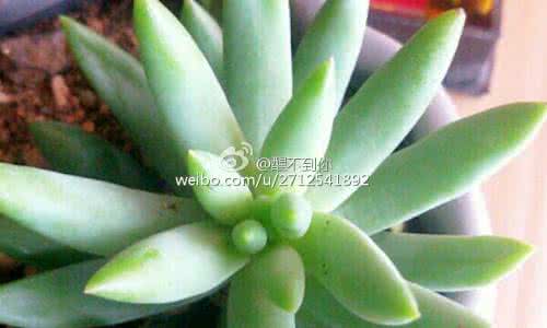 多肉植物叶片干瘪 多肉植物叶片干瘪 多肉植物叶子叶插(叶片的选择)