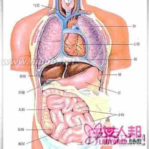 肝脏在人体的位置图 肝在什么位置？肝脏位置图