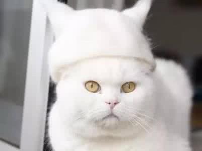 怎么用猫毛做帽子 猫毛帽子怎么做 用猫掉的毛给主子们做了帽子,哈哈哈
