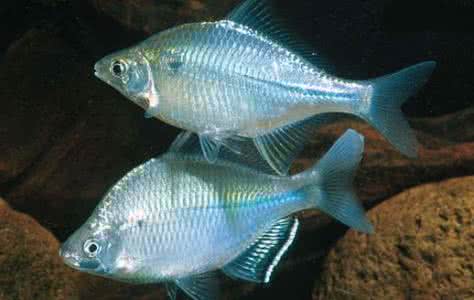 健脾祛湿 健脾祛湿 冬季滋补保健用鱼类 健脾祛湿有功效