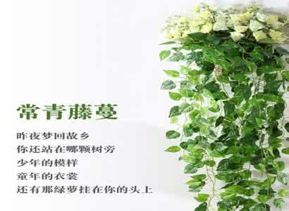常青藤图片大全 常青藤图片 常青藤图片_欣赏大全