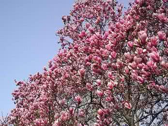 辛夷花的功效与作用 辛夷花的功效与作用 辛夷花治鼻炎的疗效及副作用