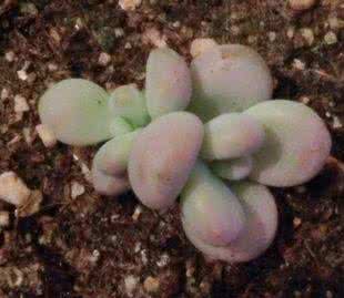 吃黑莓的好处 6月大婴儿食用黑莓的七大好处