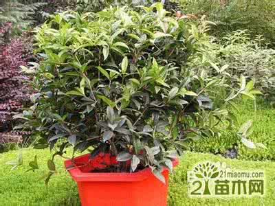 盆栽桂花移栽注意事项 盆栽桂花的养殖方法和注意事项