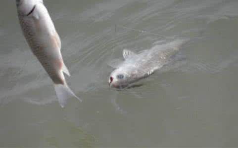 野钓鲫鱼窝料 久聚不散的冬钓鲫鱼窝料分享