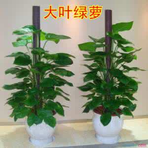 大叶绿萝养殖注意事项 大叶绿萝养殖注意事项 耳坠草怎么养 耳坠草的养殖方法和注意事项