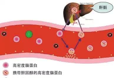 降血脂与血管斑块 血液粘稠了? 每天喝一杯, 通血管降血脂, 预防血管疾病