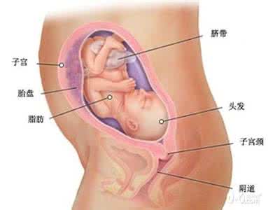 怀孕七个月吃些什么好 怀孕七个月吃什么好？