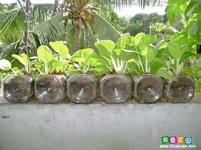 室内塑料瓶种菜巧利用 塑料瓶菜园