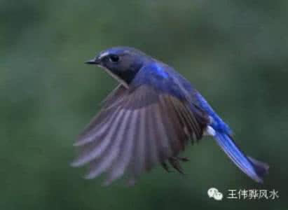 只是如果没有 如果没有那只鸟