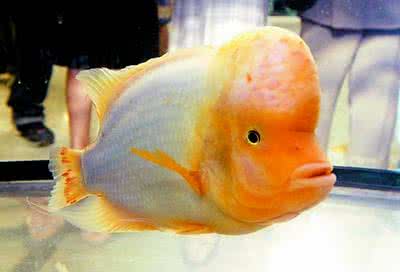 罗汉鱼怎么养 罗汉鱼 同居，财神鱼和罗汉鱼能养在一起吗