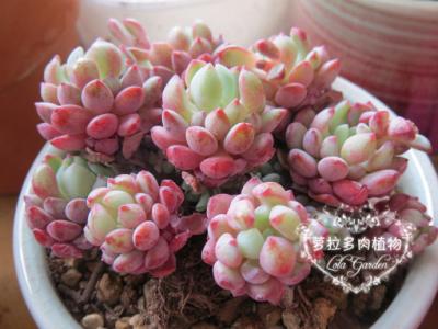多肉植物生长环境 【多肉植物】?家庭养殖环境?经验小谈之《用土篇》