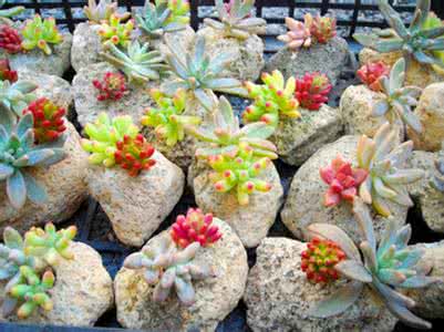 多肉植物烂根怎么办 【阳台花园】多肉植物的烂叶、烂根怎么办?