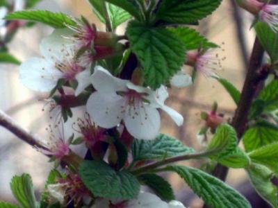 叶落彼岸 花开荼蘼 花开荼蘼，花落未央