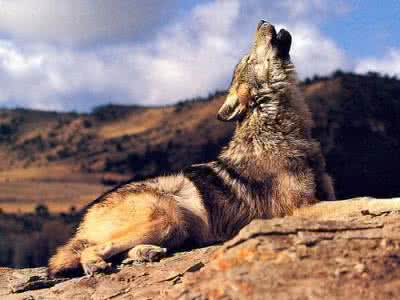 黄怒波 黄怒波:狼性人生,无需绝望