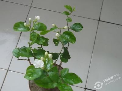 秀一下我养的花花草草 那些好养的花花草草，为什么还是养不活？