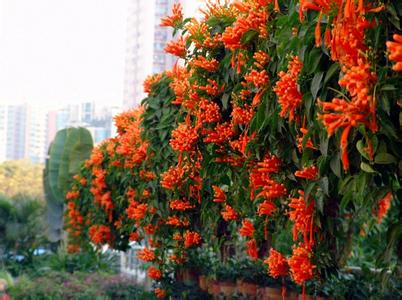 炮仗花 炮仗花 炮仗花基本资料