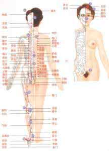 人体学位分布图及作用 人体学位分布图及作用 穴位大全