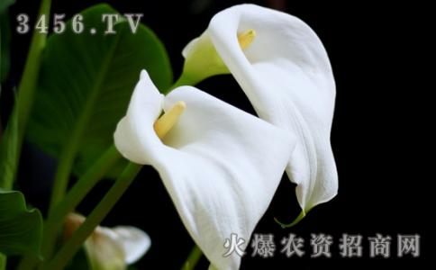 马蹄莲的养殖方法 马蹄莲怎么养 最全马蹄莲图片 马蹄莲的养殖方法和注意事项