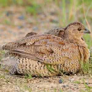 孕妇能不能吃海参丝 孕妇能不能吃鹌鹑