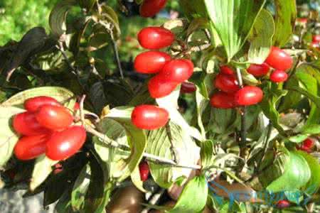山茱萸什么人不能喝 山茱萸什么人不能喝 山茱萸图片长什么样呢