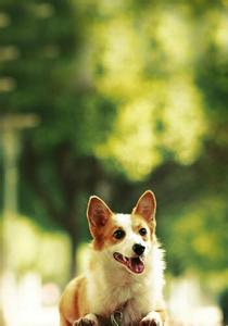 狗狗眼睛有泪痕 狗眼睛保健消除泪痕大作战