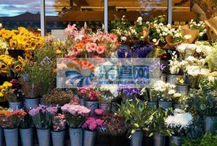 香巴拉品牌鲜花店 开鲜花店注意事项 保鲜花品牌推荐 保鲜花注意事项