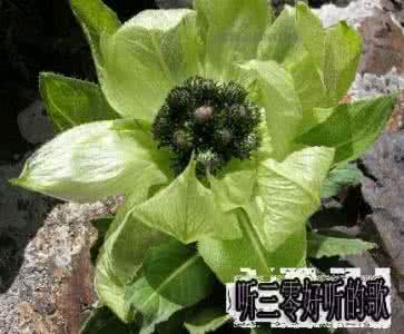 雪莲花的花语 花语大全：雪莲花的花语